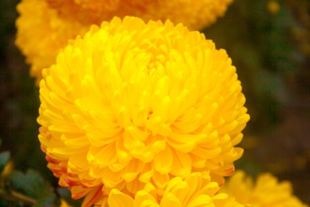 orange and yellow chrysanthemums. Chrysanthemum wallpaper, chrysanthemums in autumn. Beautiful chrysanthemum as background picture.の写真素材