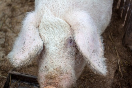 A large pigs head close-up on a pig farmの写真素材