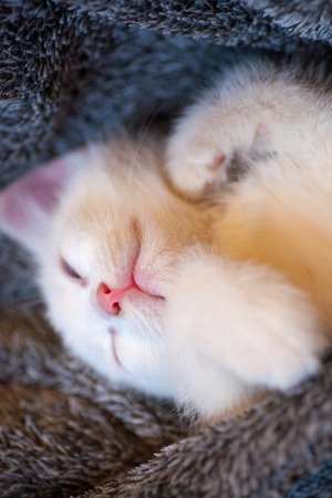 sleeping kitten small white cute kitty sleeping covered blanket cold winterの写真素材