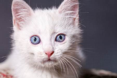 Beautiful little clean white kitten on a colored cushionの写真素材