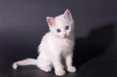 White kitten small handsome fluffy warm and soft symbol of the year cat, warmth and home comfort. Home petの写真素材
