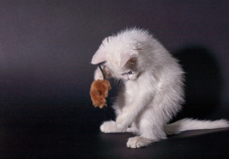 small kapaty white kitten is played with a toy mouse on a black background isolatedの写真素材