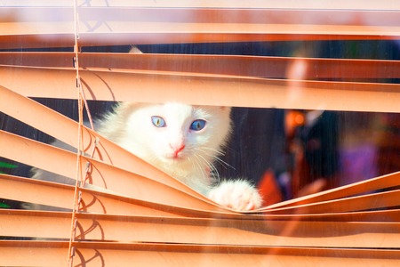 kitten small white fluffy cute climbing in the blinds on the window looking at the street bored