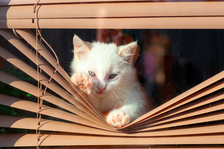 kitten small white fluffy cute climbing in the blinds on the window looking at the street boredの写真素材