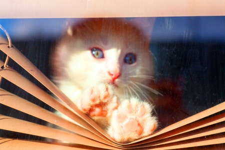 kitten small white fluffy cute climbing in the blinds on the window looking at the street boredの写真素材