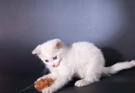 small kapaty white kitten is played with a toy mouse on a black background isolatedの写真素材