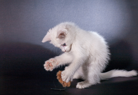 small kapaty white kitten is played with a toy mouse on a black background isolatedの写真素材
