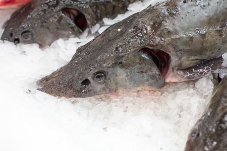 Frozen ice-cold fish in the store Frozen fish. Freshfish market. Gilt-head bream. Sea bream fish on ice. Fresh fish on ice for sale at market.の写真素材
