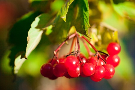 viburnum red ripe red berries on the branches of a tree with autumn leaves on the street in autumnの写真素材