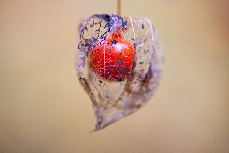 Physalis is the largest representative in the family of nightshade, often compared with tomatoes. Physalis of Franchet or common. Strawberry, or berry, physalisの写真素材
