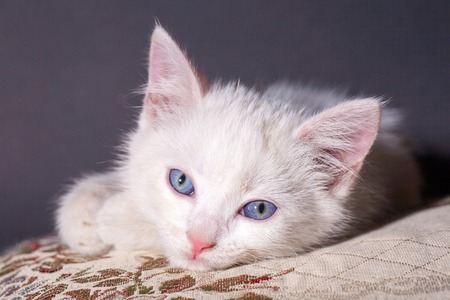 Beautiful little clean white kitten on a colored cushionの写真素材