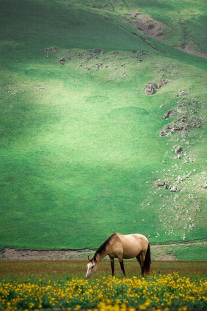 Lonely beautiful horse on the green high mountain pastures in the summer in the mountains of Elbrus in the North Caucasusの写真素材