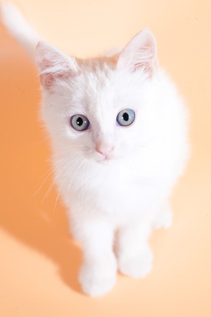 White kitten small handsome fluffy warm and soft symbol of the year cat, warmth and home comfort. Home petの写真素材