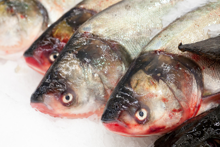 Frozen ice-cold fish in the store Frozen fish. Freshfish market. Gilt-head bream. Sea bream fish on ice. Fresh fish on ice for sale at market.の写真素材