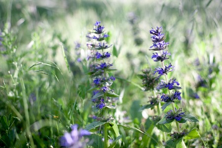 Green spring beautiful grass nature plants with a hygienic blurred bokeh background abstract spring nature wakes upの写真素材