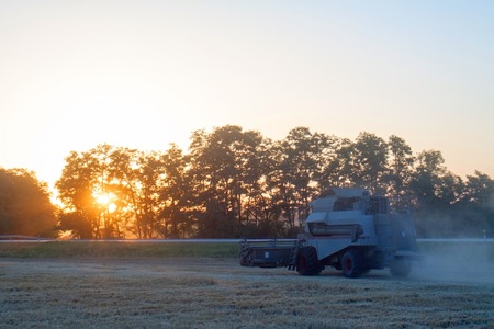 Combine machine is harvesting oats on farm field. combine harvester working on a wheat field....