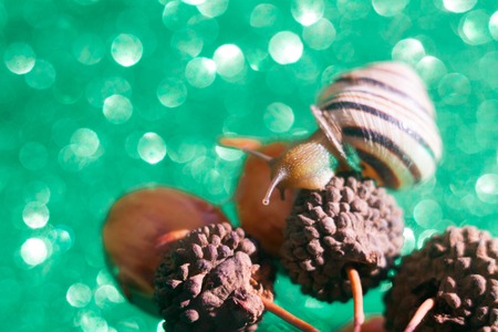 Helix pomatia also Roman snail, Burgundy snail, edible snail or escargot, is a species of large, edible, air-breathing land snail, a terrestrial pulmonate gastropod mollusk in the family Helicidae.の写真素材