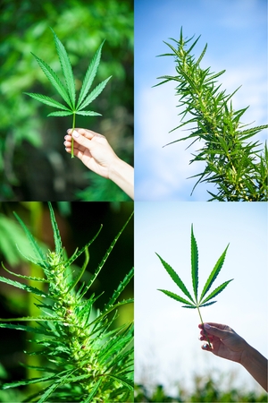 Large leafy plant Cannabis Marijuana Buds Set of four photosの写真素材