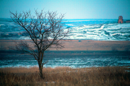 lonely tree on the background of the steppe in winter with snow in the frost without leaves with a church destroyed old temple on the background.の写真素材