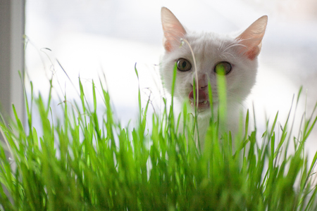 vitamin green grass for cats useful grass for cleaning the stomach cat is eating grassの写真素材