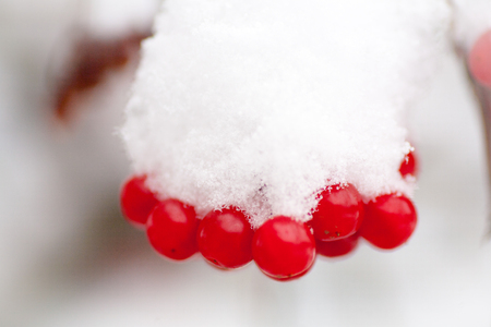 Winter Frozen Viburnum Under Snow red viburnum on a tree branch in the snow in winterの写真素材
