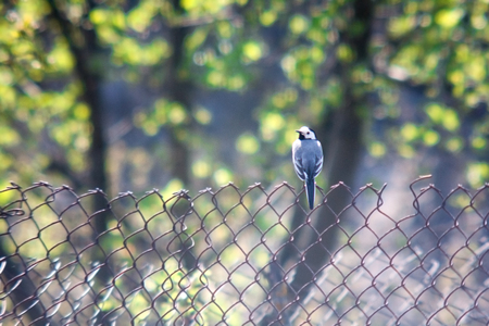portrait of a perched White Wagtail (Motacilla alba) bird with white, gray and black feathersの写真素材