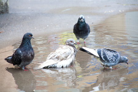 pigeons bathing in a puddle bird walk in a puddle in the rays of the spring sunの写真素材