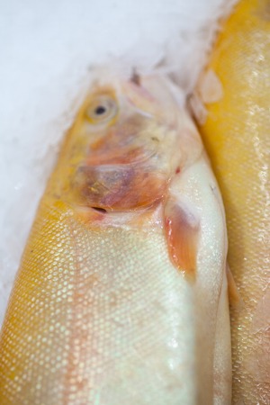 Frozen ice-cold fish in the store Frozen fish. Freshfish market. Gilt-head bream. Sea bream fish on ice. Fresh fish on ice for sale at market.の写真素材
