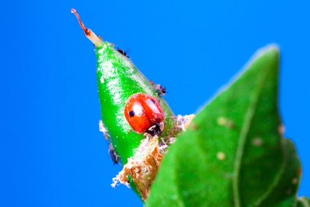 Macro of ladybug Adalia bipunctata eating aphids on stem biological plant protection insecticide naturalの写真素材
