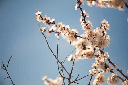 Cherry apple pear peach plum tree bloom. Branch of a purple leaf plum tree Prunus cerasiferaの写真素材