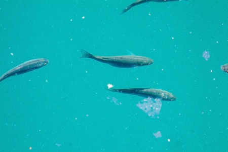 A flock of small blue fishes in the form of group swim in blue water. Top view. used for summer background, banners, posters and web page.の写真素材