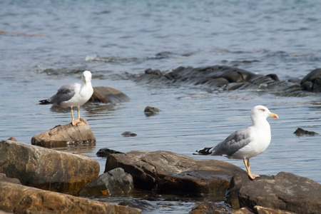 gulls sitting on stones on the seashore view of white birds seagulls walking by the against natural blue water background. A seagull staring at the camera.の写真素材