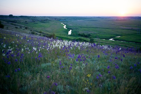 Salvia officinalis growing in nature in the steppe in summer purple blue flowers selective focus beautiful bokehの写真素材