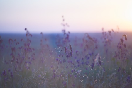 Salvia officinalis growing in nature in the steppe in summer purple blue flowers selective focus beautiful bokehの写真素材