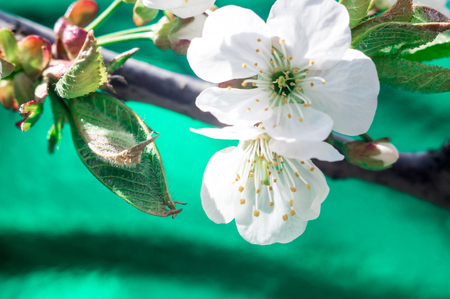Beautiful nature scene with blooming tree branch of flowering cherry spring at Sunrise on light blue and pink background macroの写真素材