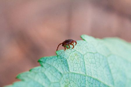 A true ixodid mite blood sucking parasite carrying the acarid disease sits on a On a green leaf of grass in the field on a hot summer day, hunting in anticipation of the victimの写真素材