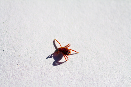 A true ixodid mite blood sucking parasite carrying the acarid disease sits on a white sheet of paperの写真素材
