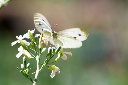 Wild meadow grass and butterfly in spring in nature macro Beautiful summer meadow natural background in pastel colors a soft focusの写真素材