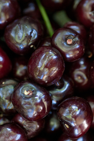 set of ripe dark red bird-cherry backgroundの写真素材