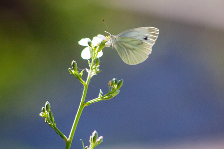 Wild meadow grass and butterfly in spring in nature macro Beautiful summer meadow natural background in pastel colors a soft focusの写真素材