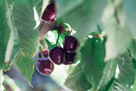 Ripe red delicious useful cherry on a tree in the summer. Useful dietary fruits with vitamins for health. Healthy healthy food.の写真素材