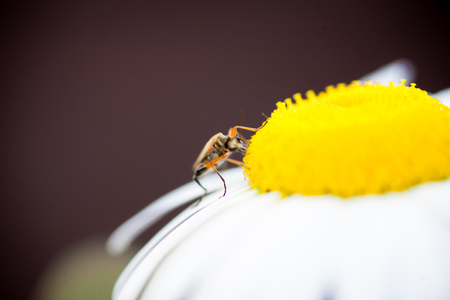 Flowers of a medicinal daisy close-up with a beetle sitting on themの写真素材