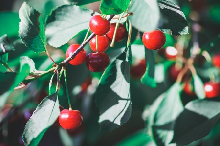 Ripe juicy red cherries on a cherry tree amongst green leaves on a sunny summer morning in the garden on a farmの写真素材