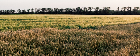 field of ripe wheat with spikelets of golden color in the evening at sunsetの写真素材