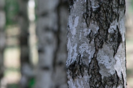 The trunk of a birch tree in the woods close upの写真素材