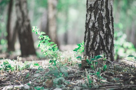 clean reserved birch wood on a hot summer evening with birches and green grassの写真素材