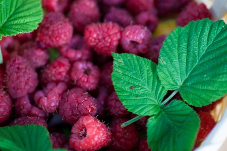 Fresh juicy raspberry bright saturated color collected in a basket in the garden