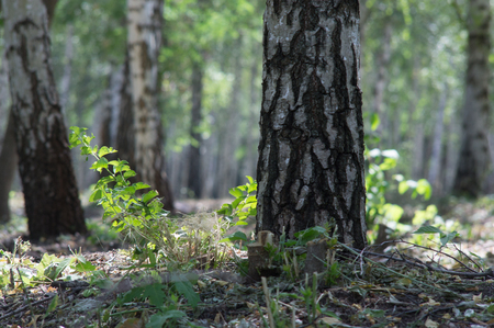 clean reserved birch wood on a hot summer evening with birches and green grassの写真素材