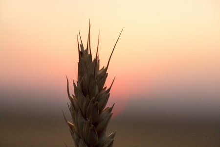 wheat ear ripe in the field close-up macroの写真素材