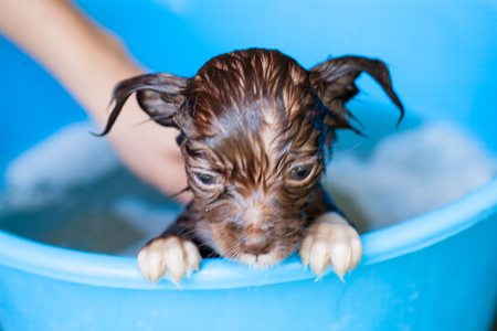 Little dog puppy trying to escape from the bathtub because he don't want to bathing selective focusの写真素材